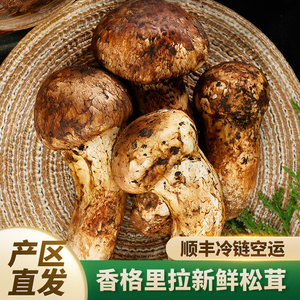 香格里拉新鲜松茸菌二级大头云南特产野生菌香蘑菇7-12厘米
