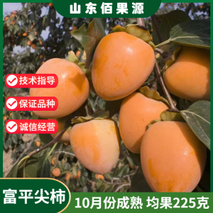 富平柿子树苗嫁接脆甜尖柿树苗脱涩无核柿子苗盆栽南北方种植地栽