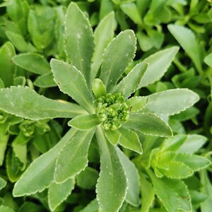 景天三七救心菜养心菜草种苗平卧菊三七高钙菜新鲜野生蔬菜养心草