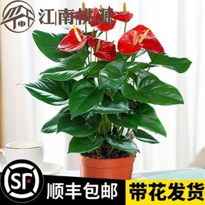 适合室内四季开花的植物红掌白掌盆栽花卉好养绿植鸿运当头水培