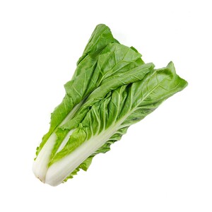 小白菜种长江五号