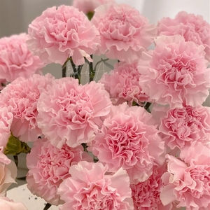 康乃馨鲜切花束家庭插花瓶客厅餐桌茶几摆件云南昆明基地直发