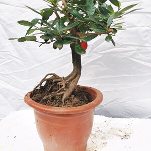 三峡小叶蚊母开花结果四季常青易养绿植蚊母盆景盆栽小品微型盆景