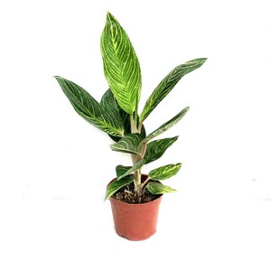 白马王子花盆栽