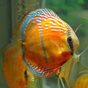 野彩神仙鱼#黑格尔#特隆贝塔#cr酷睿皮亚#圣塔伦#秘鲁神仙