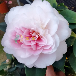 五色赤丹茶花龙岩