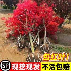 日本红枫树苗四季红舞姬盆景枫叶庭院室外耐寒盆栽绿化植物风景树