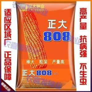 正大808 杂交玉米种子高产抗病粒深粮饲兼用大田种植春夏播种玉米