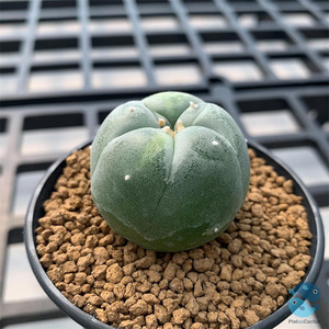 稀有无刺象牙丸开花仙人球多肉植物盆栽仙人掌科防辐射桌面