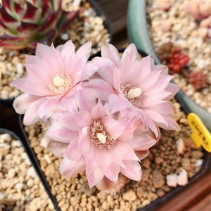 红刺罗星丸仙人球多肉植物裸萼属樱花易养易开花粉花室内绿植盆栽