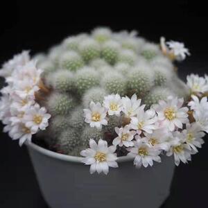 银蝶丸仙人球 群生多肉植物开花办公室小盆栽 多头花卉可爱萌肉肉