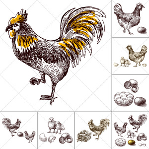 钢笔手绘小鸡公鸡母鸡鸡窝鸡蛋速写素描绘画ai格式矢量平面素材图