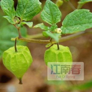 黄姑娘果灯笼果苗