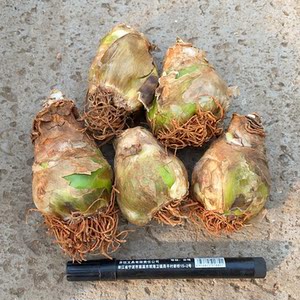 天鹅绒伯利恒之星种球 虎眼万年青雀梅盆栽苗球茎花卉