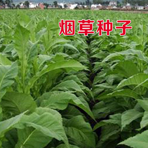 云99烟种籽亚布力烟种kk19烤烟种干八两夹皮沟旱烟种子老叶子东北