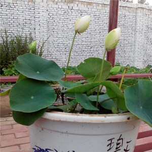 汝州老农花卉真碗莲微型小型荷花迷你碗莲种藕鞭成y品小苗小碧玉