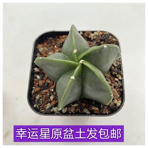 仙人球星兜小南瓜鸾凤玉五角幸运星无刺开花银砂琉璃好养盆栽植物