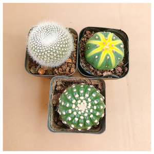 西瓜球 南瓜兜金星兜多肉植物盆栽仙人球 植物室内防辐射吸甲醛