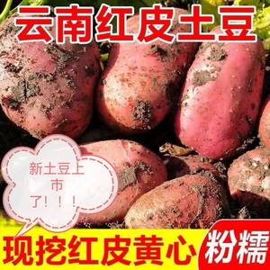 新鲜云南红皮土豆大果5斤/带箱10斤新鲜黄心土豆 高原红皮洋芋
