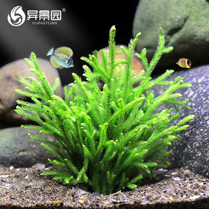 淡水懒人活体水草无土耐低温苔藓鱼缸生态瓶雨淋缸造景阴性鹿角榕