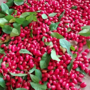 神秘果鲜果包邮10粒蜜拉圣果神奇改变味觉酸变甜解酒神器