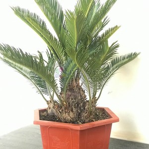 2021新品多头铁树盆景s子母组合内栽小型原生小苗室盆客厅办公桌