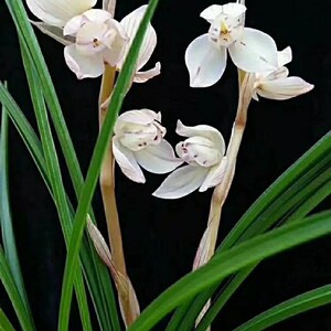 k花好月名圆品草本花卉云南兰花艺绿植盆l景浓香莲瓣兰园苗兰花春