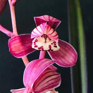 建兰四季兰红草红荷高档名贵兰花色花浓香室内阳台办公室花卉盆栽