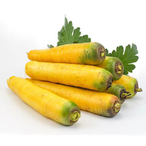 黄胡萝卜
