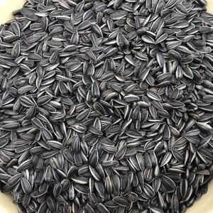 生油葵小瓜子鸟粮食黑珍珠生油葵籽瓜子散装5斤小