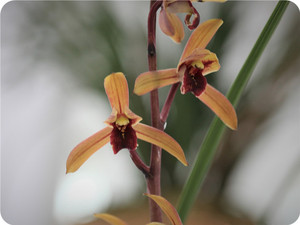 浓香惠兰兰花苗红舌红素色花紫冠经典蕙兰花大出架包成活易开花