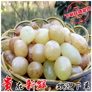 贵州野生新鲜石黄皮中药材 深山现挖精选肾蕨子果化狗儿1份3斤装