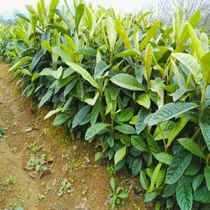 优质枇杷苗枇杷实生苗枇杷小苗枇杷果树苗南方枇杷砧木1-3年苗