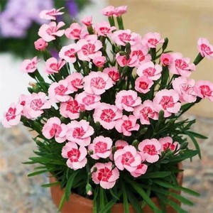 石竹花带花苞欧石竹花苗香石竹初吻花草坪花好养易活的花室内庭院