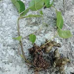 h四季野外d食用蔬菜农村藤三七种苗室内盆栽阳台楼顶种植