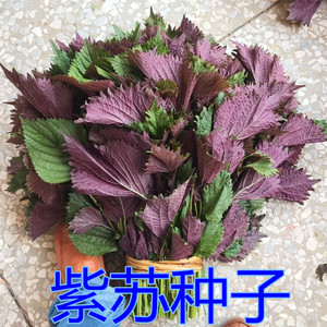 紫苏种子春秋蔬菜种子香料紫苏盆栽阳台绿苏益母草马齿苋种子