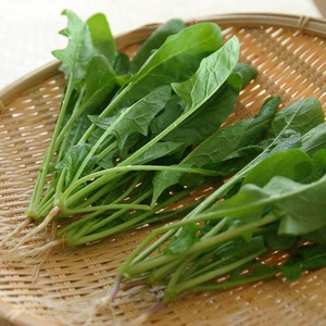 大叶臭菜种子味香独特爽口春季秋季阳台菜园盆栽蔬菜种籽臭菜种孑