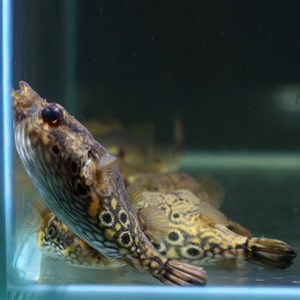 斑马毛毛绿森林狗头鱼苗黄u胖子河豚潜水艇凡吉中小型v字麒麟狗头