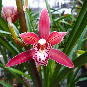 高档紫元素兰花苗盆栽四季兰草名贵浓香花苞室内阳台好养建兰实用