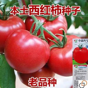 高产大番茄种子超甜超大红果大西红柿种子高温蔬菜瓜果种籽