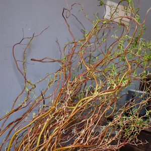 进口德国金龙柳鲜切枝水培水养室内e办公格调设计摆设鲜花顺丰包