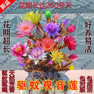 驱蚊驱蝇香花观音l莲多肉七彩观音莲观音莲多肉植物花卉植物室内