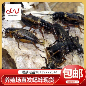 中华双斑蟋蟀 可食用蛐蛐 宠物活体饲料 油葫芦养殖场直发现货