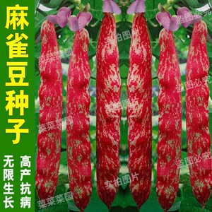麻雀豆种子雀蛋豆芸豆紫红四季豆种孑高产豆角爬藤植物蔬菜种籽子