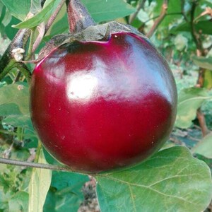 大红袍茄子