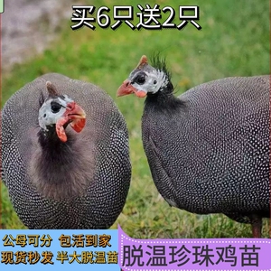 半斤脱温珍珠鸡苗纯种珍珠棉鸡苗活体青年鸡小鸡活苗小鸡仔半大鸡