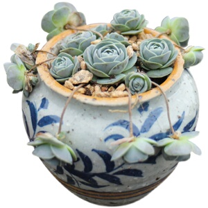 子持莲华垂吊g多肉植物室内盆栽肉肉老桩多头小球玫瑰花卉迷你绿