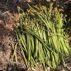 蕨菜新鲜3斤包邮 福建屏南特产山蕨菜龙爪菜现才蔬菜下饭菜野菜