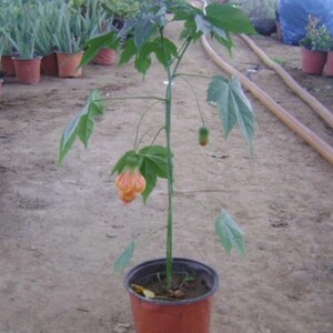 新款木本灯倒栽笼挂金钟灯笼花盆花风铃扶桑花纹瓣悬铃花金铃花.