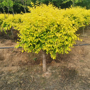 新款金叶榆树苗黄用榆树棒棒糖黄金榆枝叶金金色食黄榆树盆景.